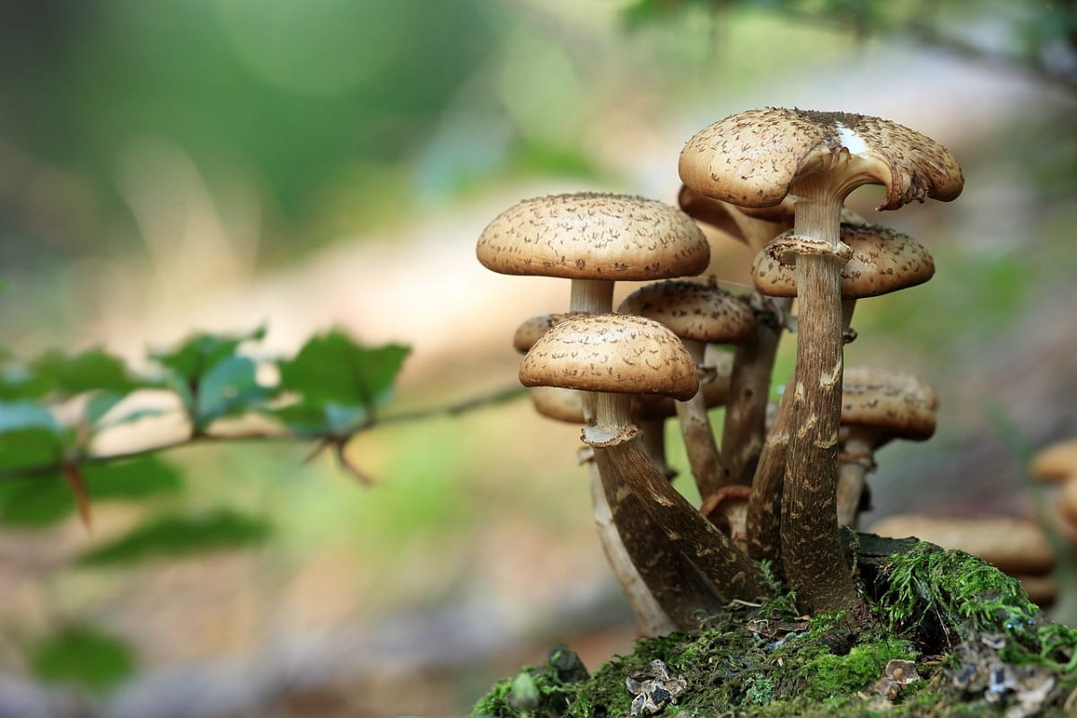 Scopri il mondo segreto dei funghi: le varietà nascoste